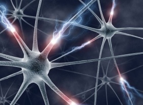 nerve illustration 