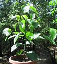 plant
