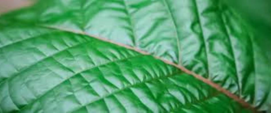 leaf